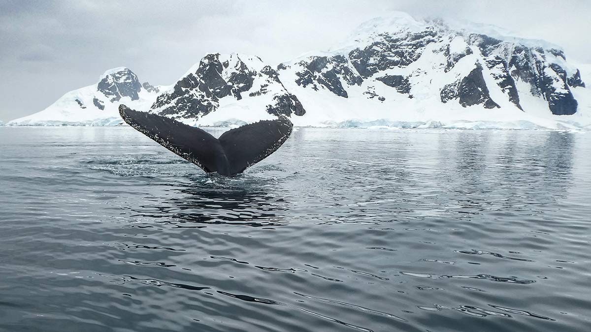 Antarctic Peninsula