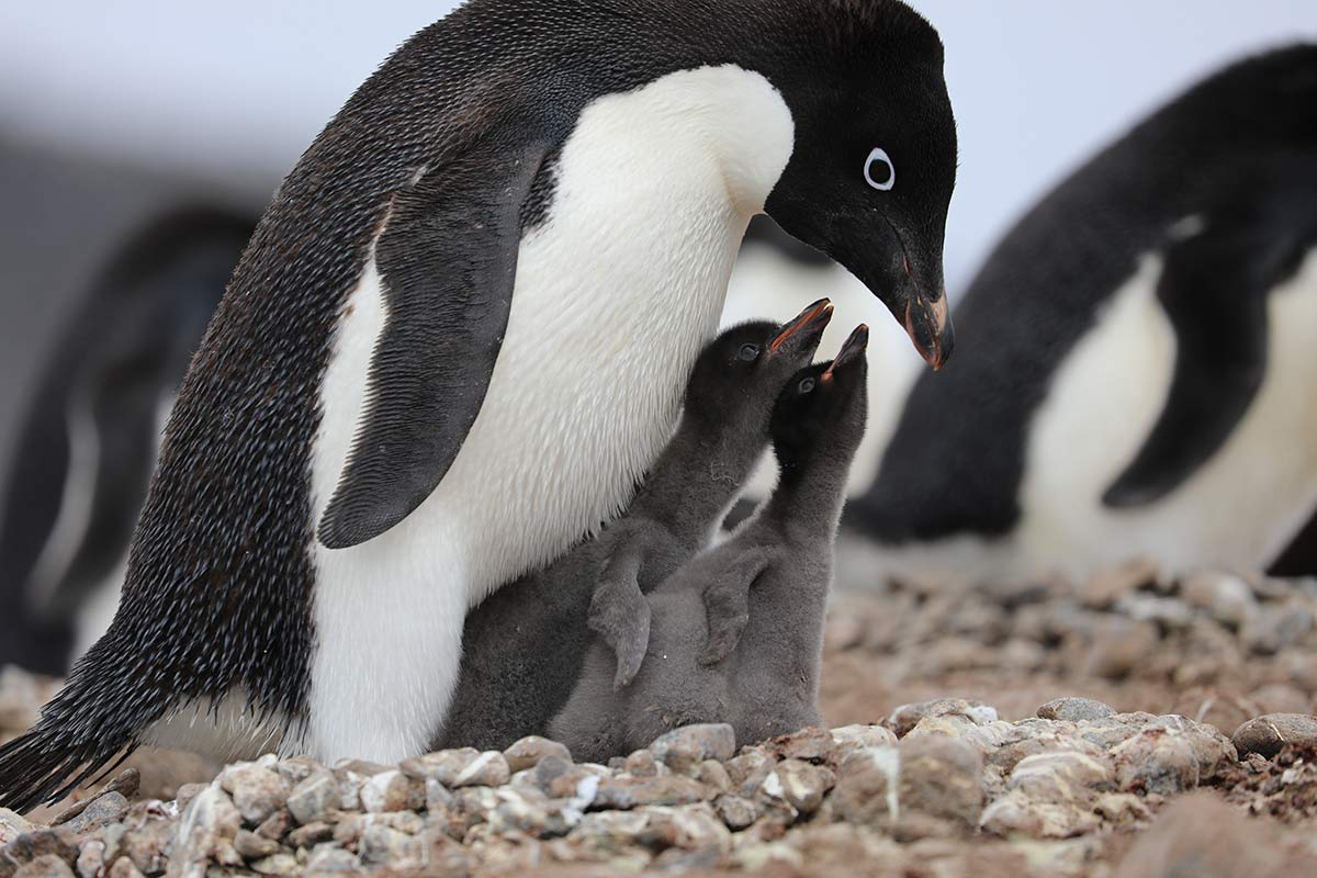 Antarctic Peninsula