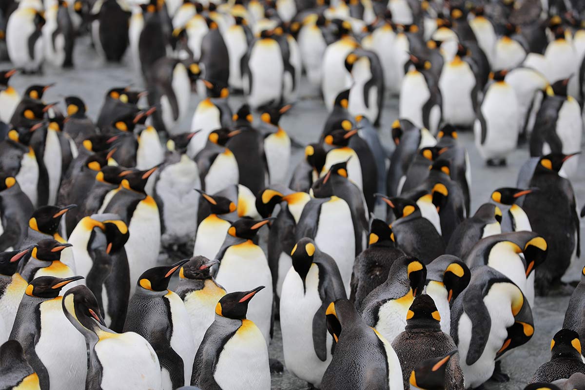 South Georgia Island